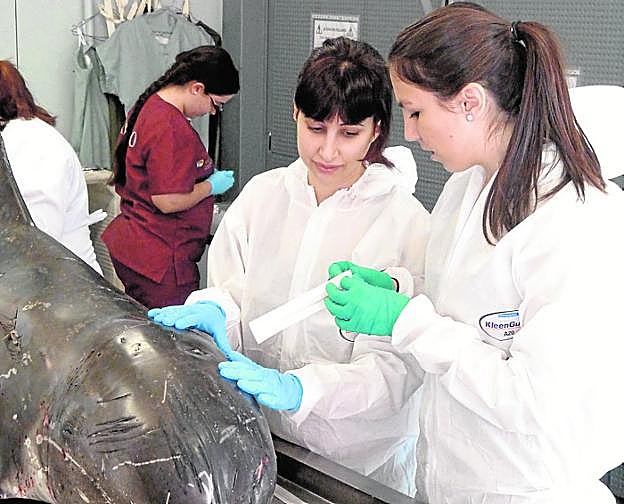 Dos investigadoras realizan análisis de un delfín varado. 