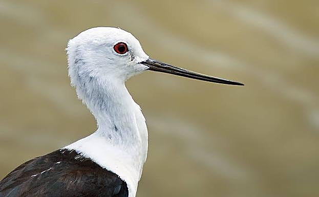 Cigüeñuela en las Salinas de San Pedro del Pinatar.