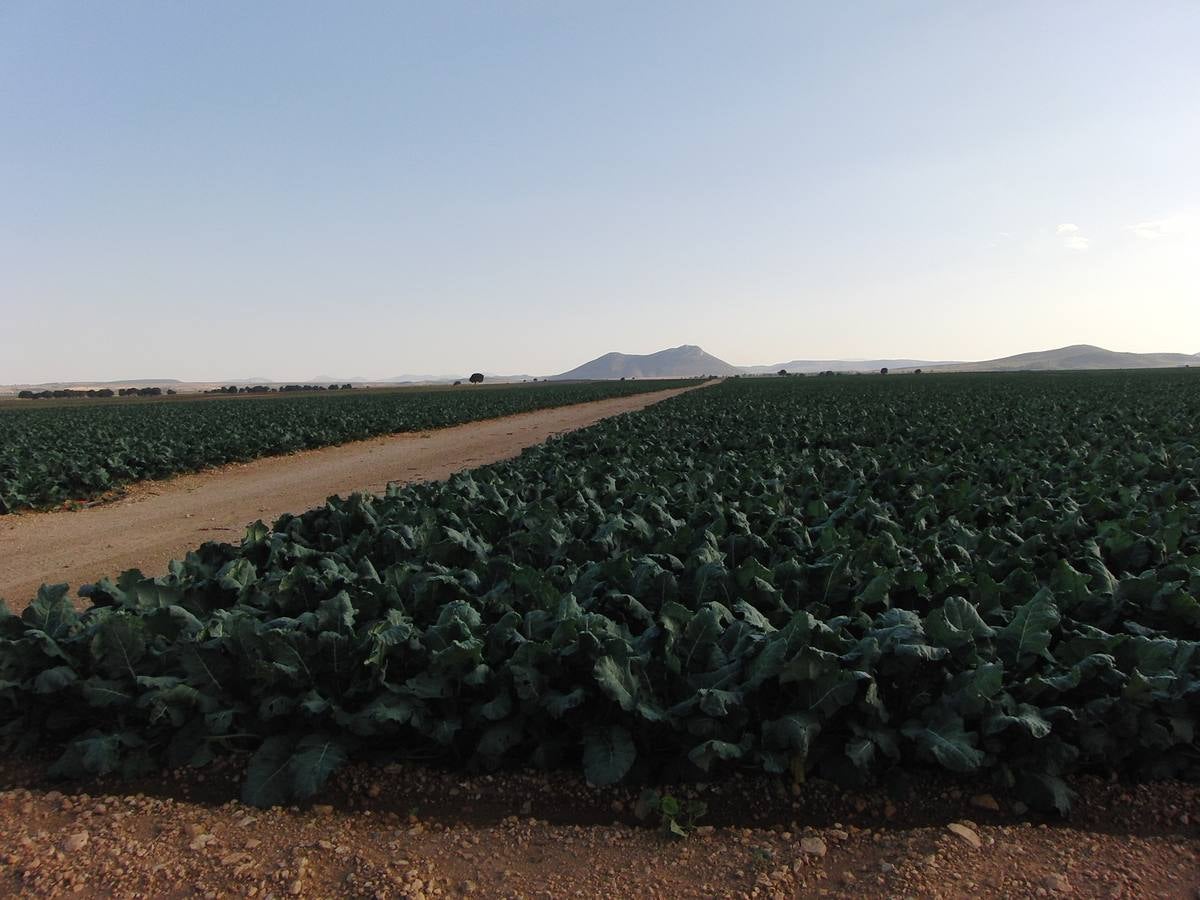 Los regantes tradicionales denuncian la transformación ilegal de fincas de secano en Caravaca de la Cruz y Moratalla y el expolio de los acuíferos.