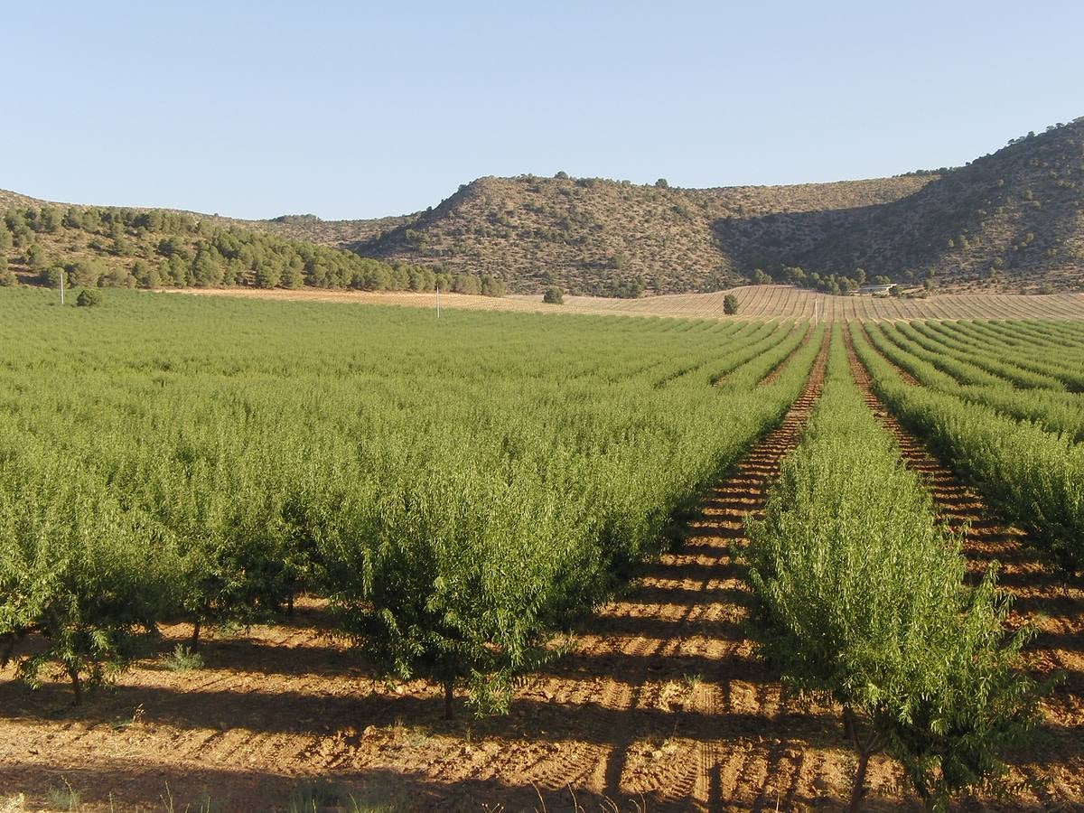 Los regantes tradicionales denuncian la transformación ilegal de fincas de secano en Caravaca de la Cruz y Moratalla y el expolio de los acuíferos.