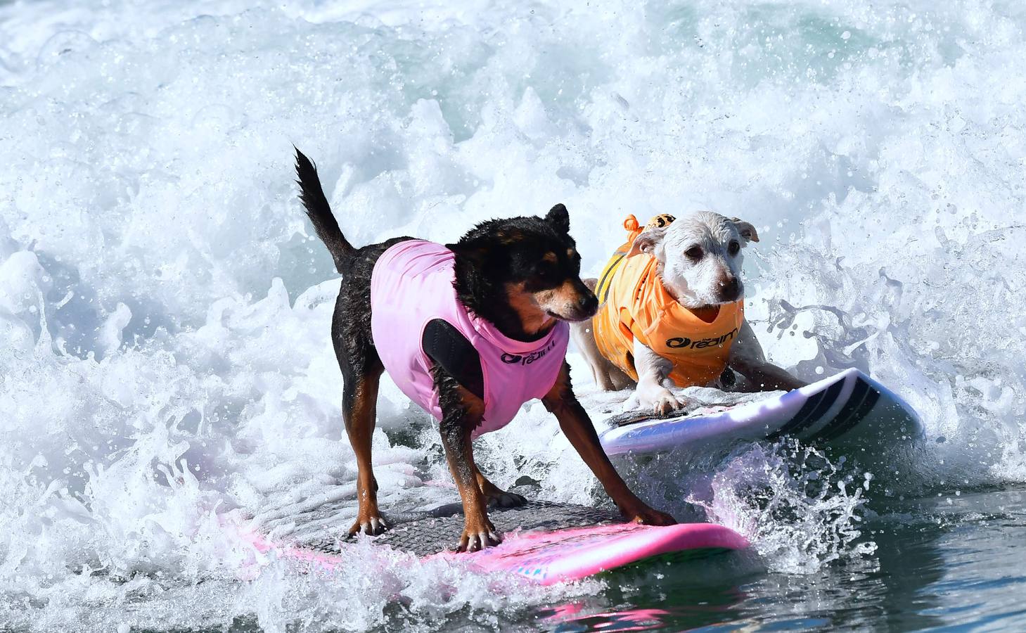Perros surfistas participan en la competición Surf City Dog Surfing celebrada en Huntington Beach, California.