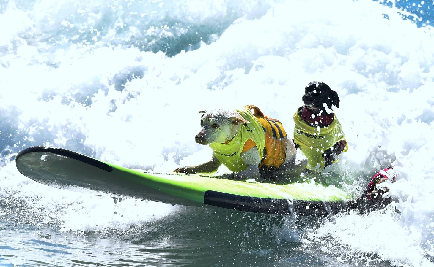 Perros surfistas participan en la competición Surf City Dog Surfing celebrada en Huntington Beach, California.