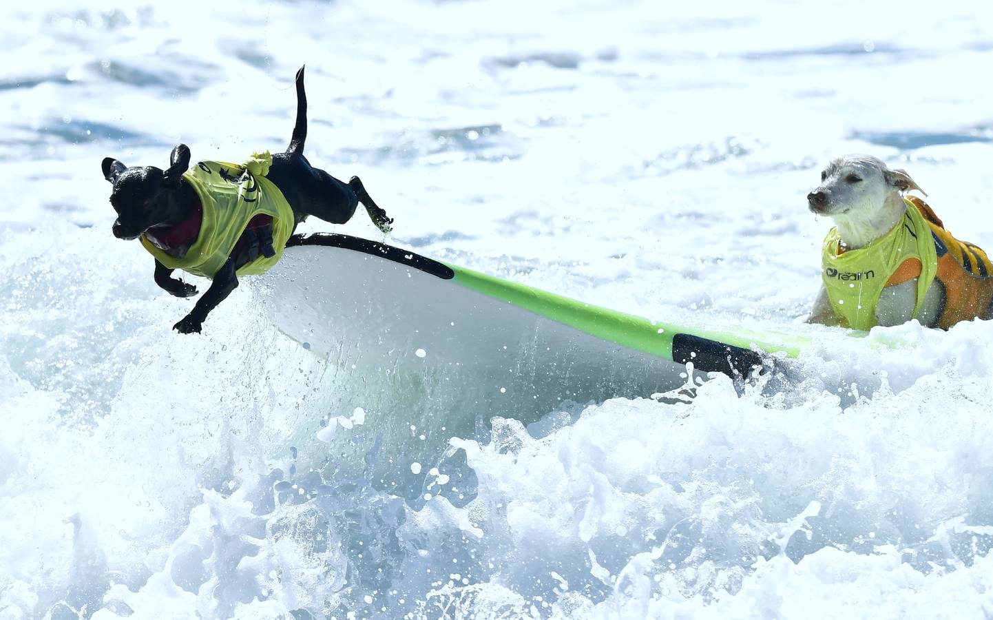 Perros surfistas participan en la competición Surf City Dog Surfing celebrada en Huntington Beach, California.