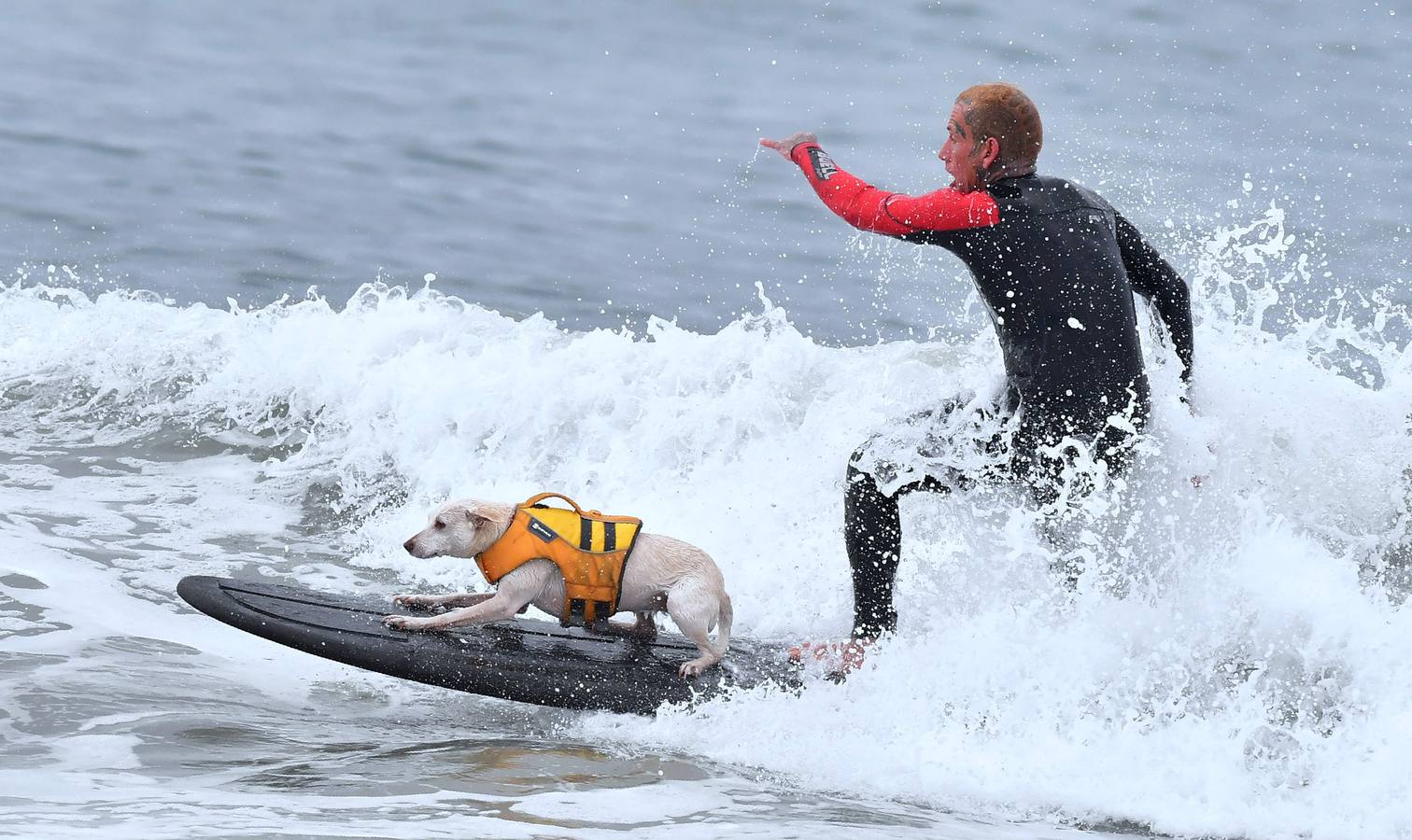Perros surfistas participan en la competición Surf City Dog Surfing celebrada en Huntington Beach, California.