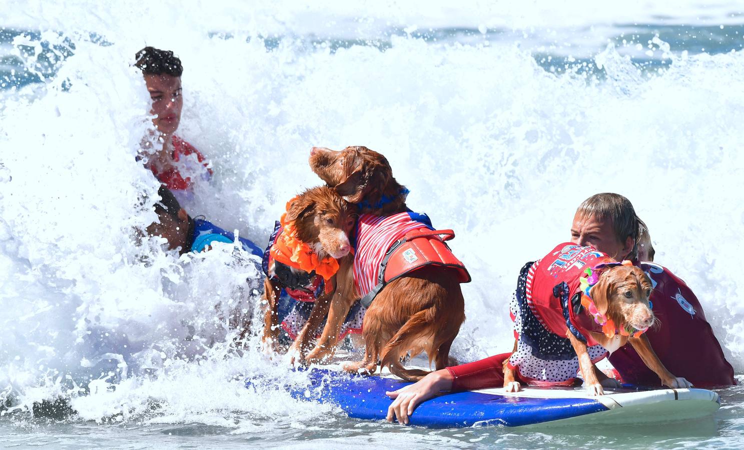 Perros surfistas participan en la competición Surf City Dog Surfing celebrada en Huntington Beach, California.