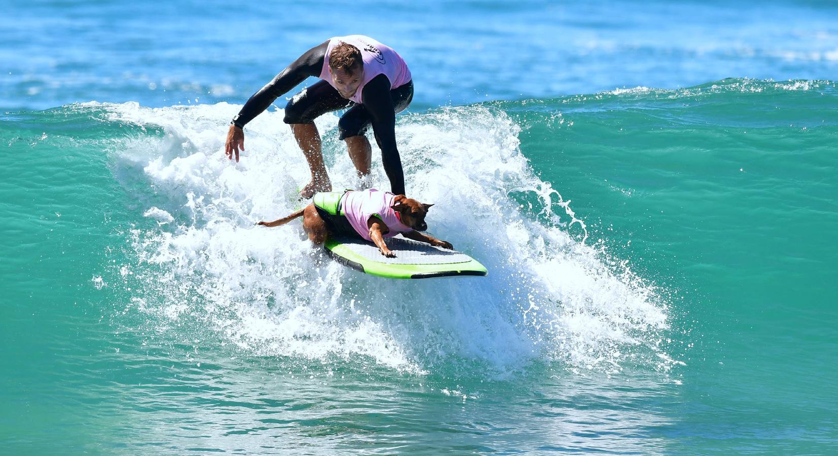 Perros surfistas participan en la competición Surf City Dog Surfing celebrada en Huntington Beach, California.