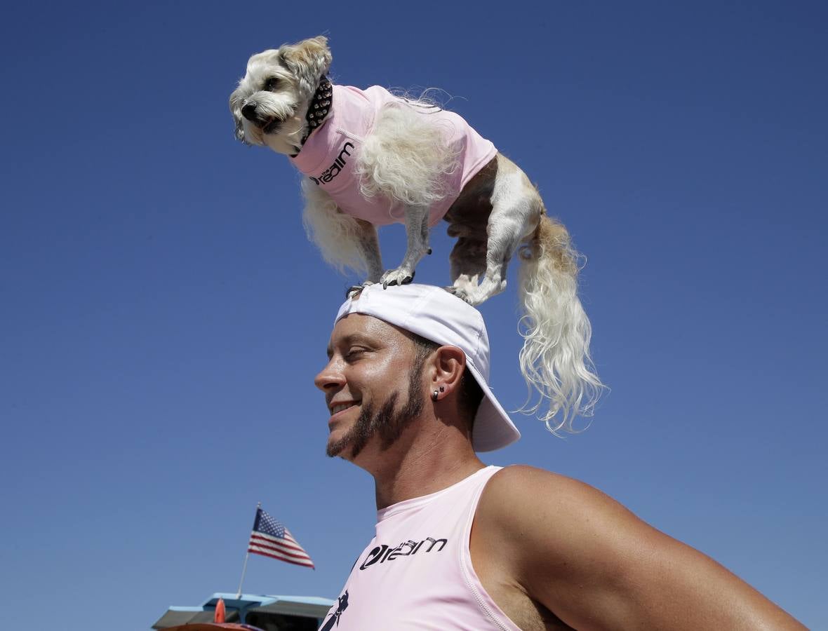 Perros surfistas participan en la competición Surf City Dog Surfing celebrada en Huntington Beach, California.