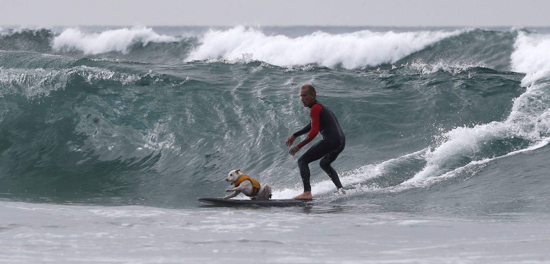 Perros surfistas participan en la competición Surf City Dog Surfing celebrada en Huntington Beach, California.