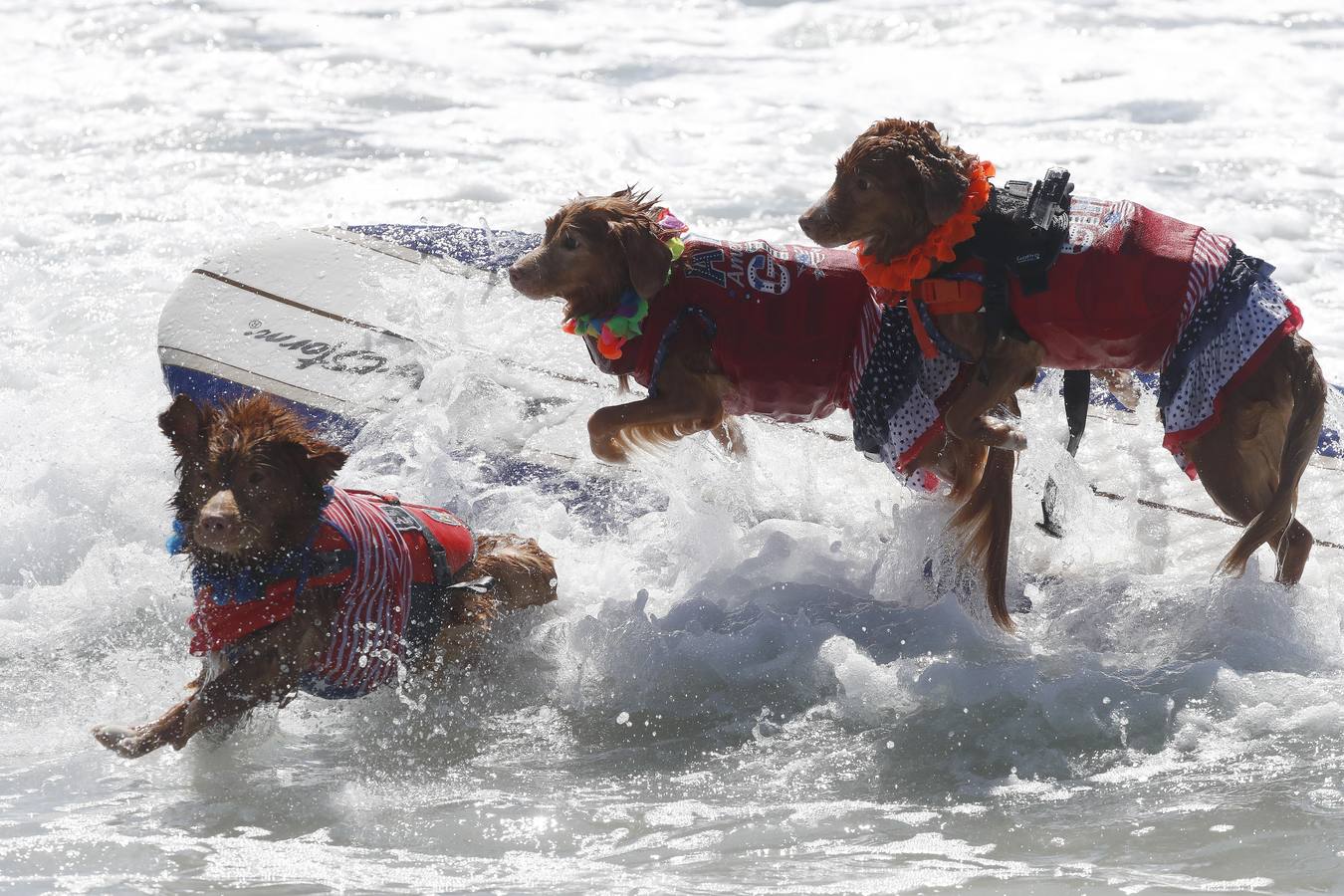 Perros surfistas participan en la competición Surf City Dog Surfing celebrada en Huntington Beach, California.