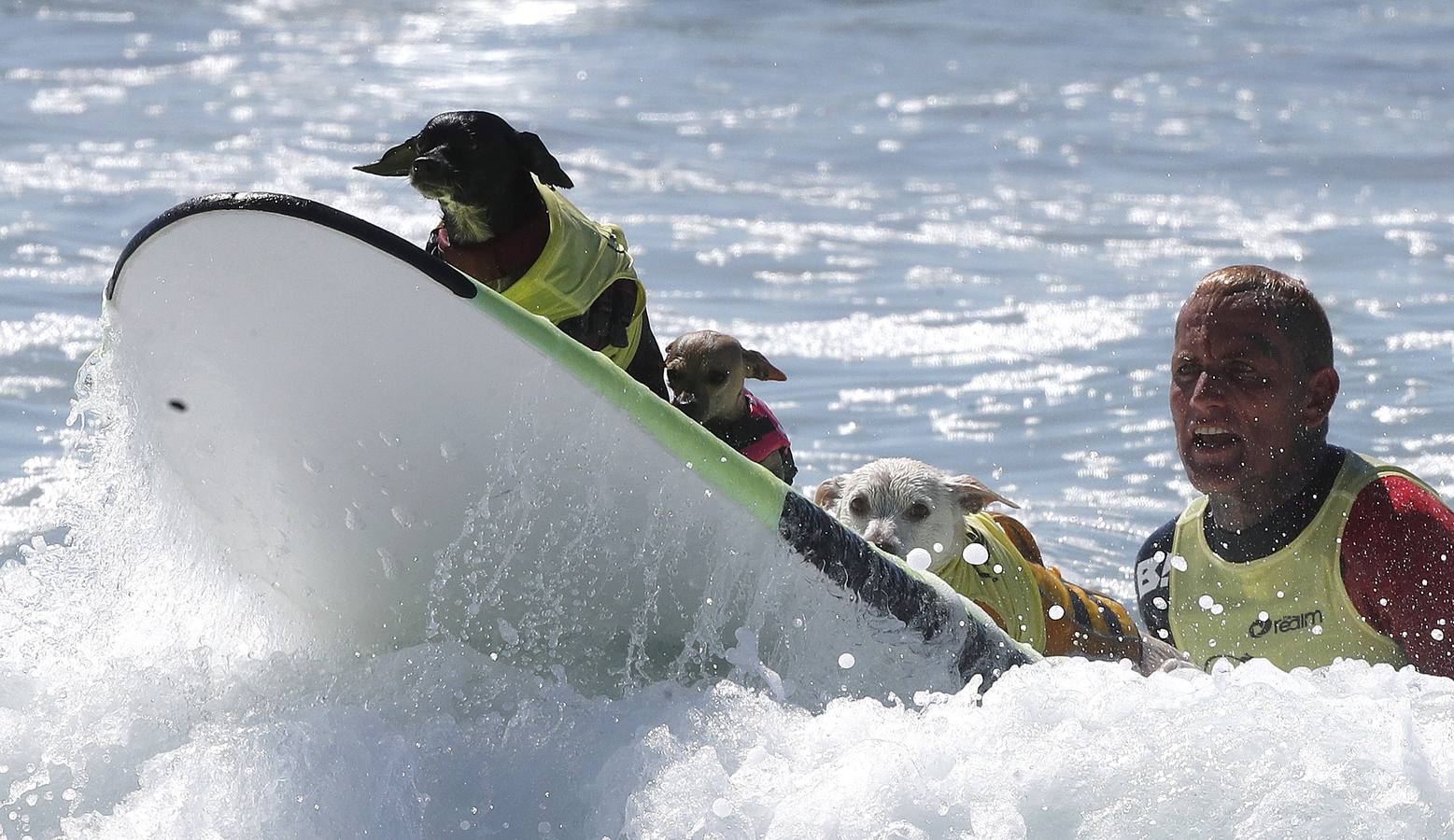 Perros surfistas participan en la competición Surf City Dog Surfing celebrada en Huntington Beach, California.