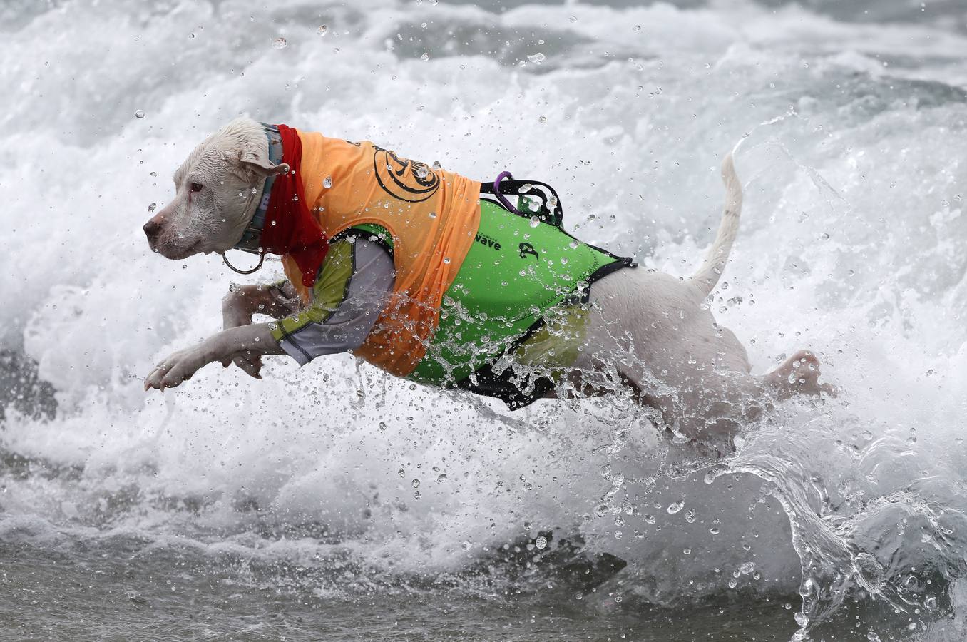 Perros surfistas participan en la competición Surf City Dog Surfing celebrada en Huntington Beach, California.