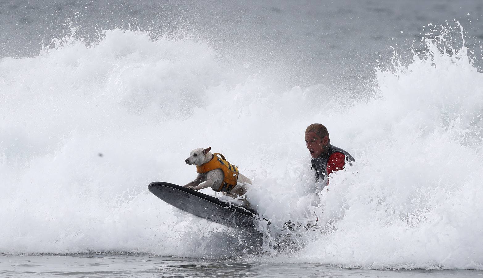 Perros surfistas participan en la competición Surf City Dog Surfing celebrada en Huntington Beach, California.