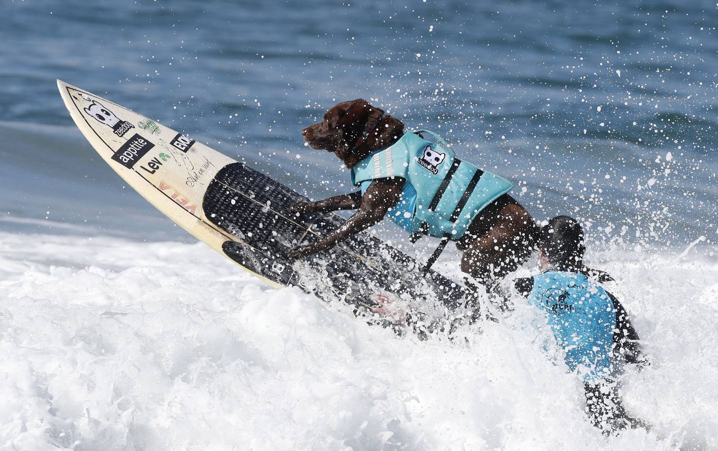 Perros surfistas participan en la competición Surf City Dog Surfing celebrada en Huntington Beach, California.