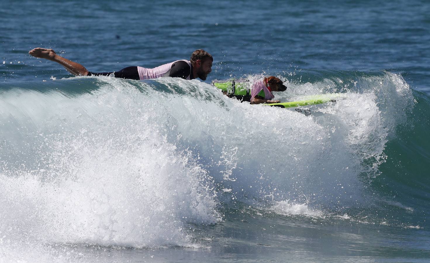 Perros surfistas participan en la competición Surf City Dog Surfing celebrada en Huntington Beach, California.