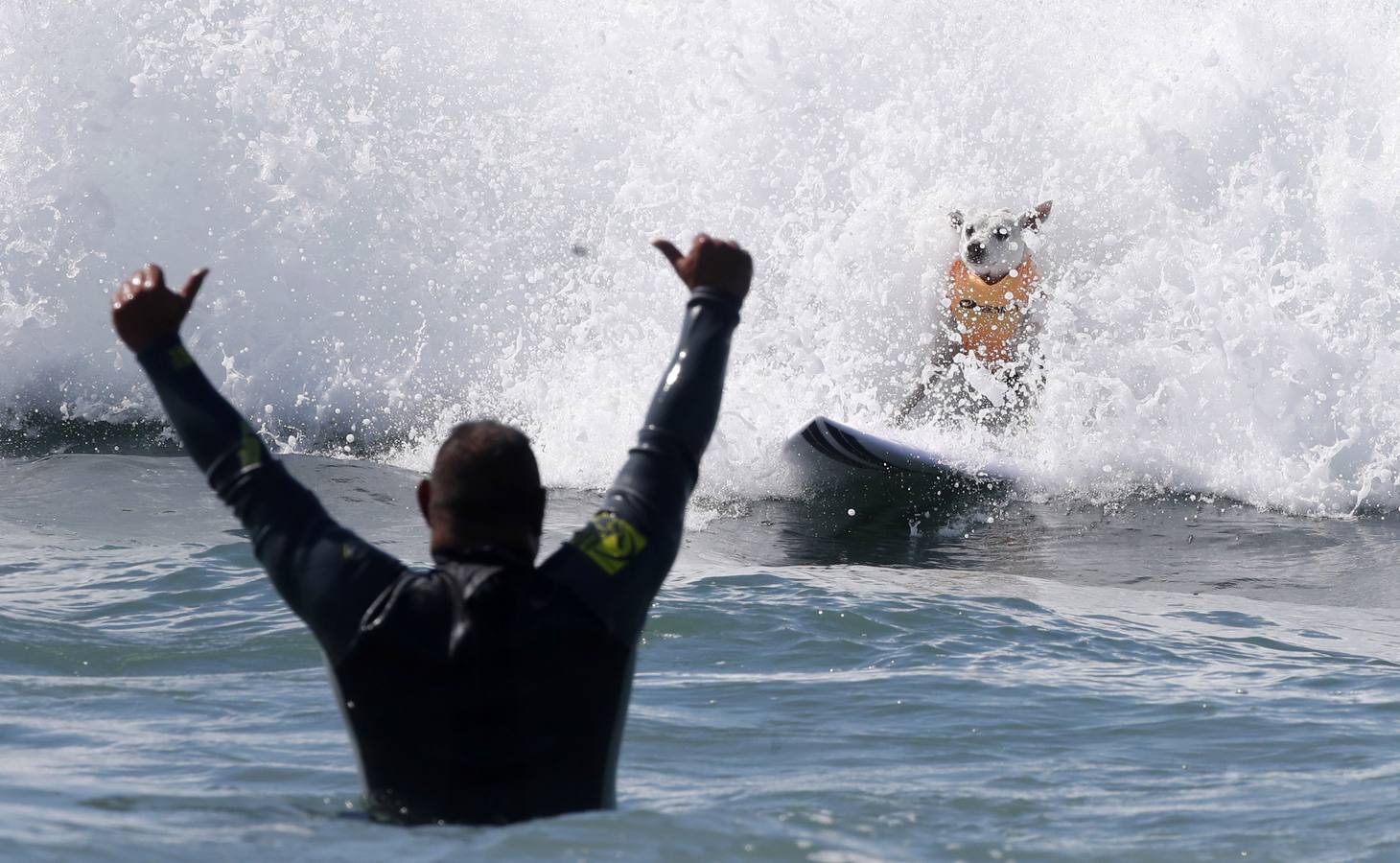 Perros surfistas participan en la competición Surf City Dog Surfing celebrada en Huntington Beach, California.
