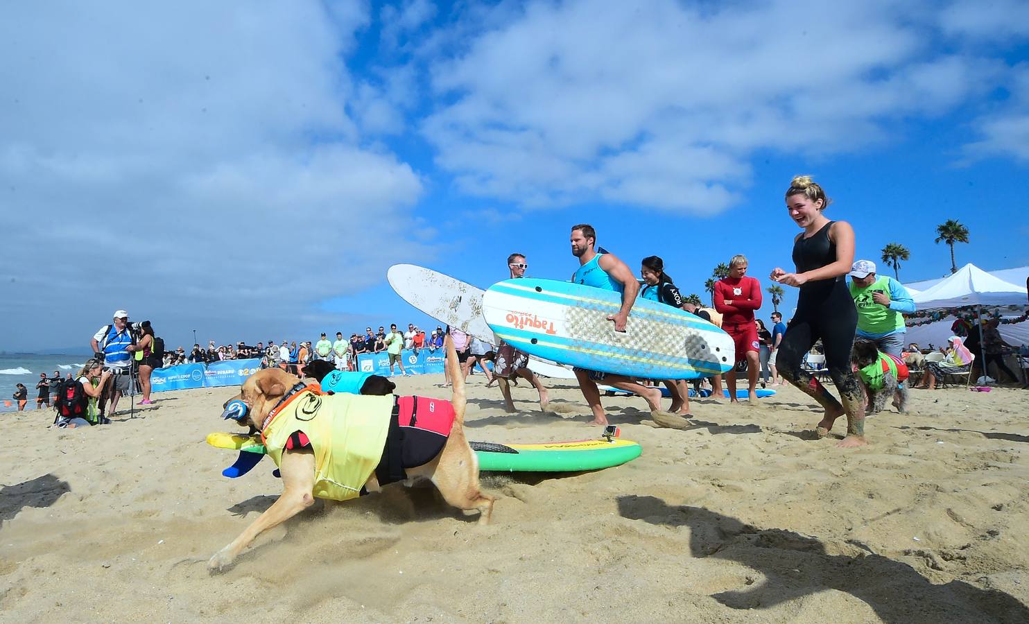 Perros surfistas participan en la competición Surf City Dog Surfing celebrada en Huntington Beach, California.