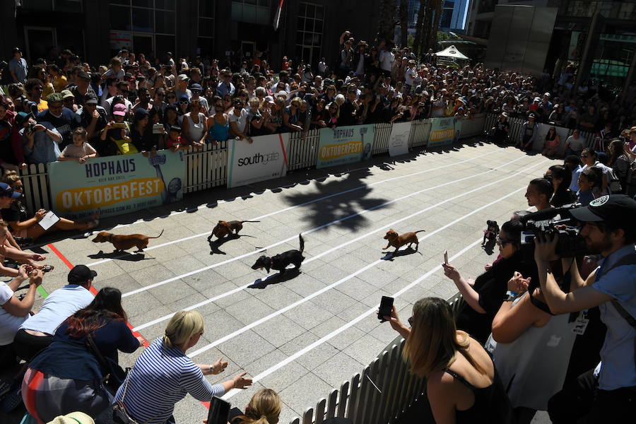 El evento es parte de las celebraciones del Oktoberfest de Melbourne, inspiradas en el tradicional festival bávaro de Alemania.