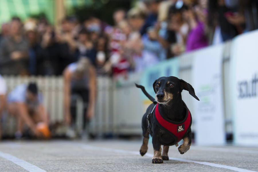 El evento es parte de las celebraciones del Oktoberfest de Melbourne, inspiradas en el tradicional festival bávaro de Alemania.