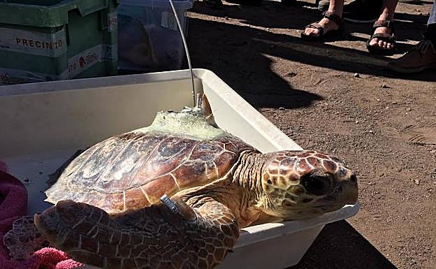 Una de las tres tortugas bobas liberadas en Calblanque.