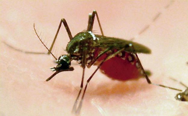 Un mosquito transmisor de la enfermedad de dengue. 