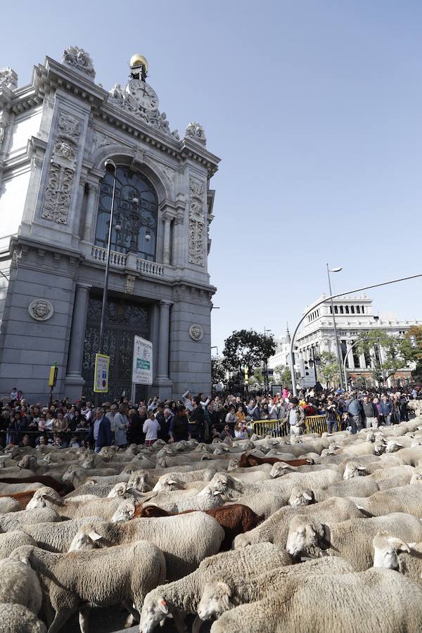 Este evento cumple 25 años desde que fue recuperada por el Ayuntamiento de Madrid y 600 de la Concordia entre los Hombres buenos de la Mesta y el Concejo de la Villa.