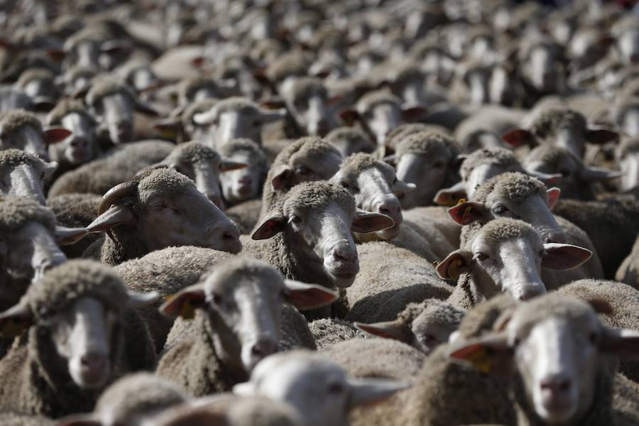 Este evento cumple 25 años desde que fue recuperada por el Ayuntamiento de Madrid y 600 de la Concordia entre los Hombres buenos de la Mesta y el Concejo de la Villa.