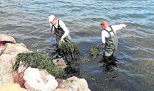 Varios operarios retiran algas del Mar Menor. 