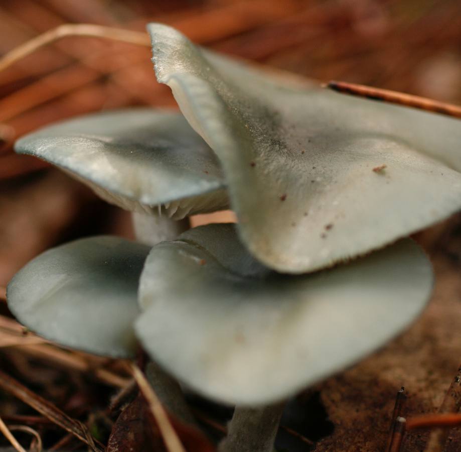 ‘Clitocybe odora’. Seta del anís. Seta pequeña de ambientes forestales con olor muy penetrante a anís. En algunos países se utilizan deshidratadas como condimento.