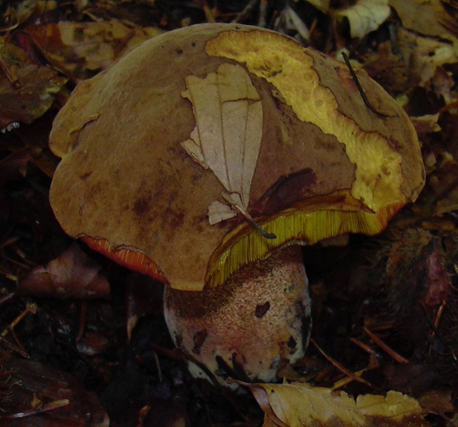 ‘Boletus eritrophus’. Boleto azuleante. No comestible. Asociado a encinas. Es de los pocos ‘Boletus’ que hay en nuestros carrascales y encinares, como los del Rincón de los Huertos (Moratalla).