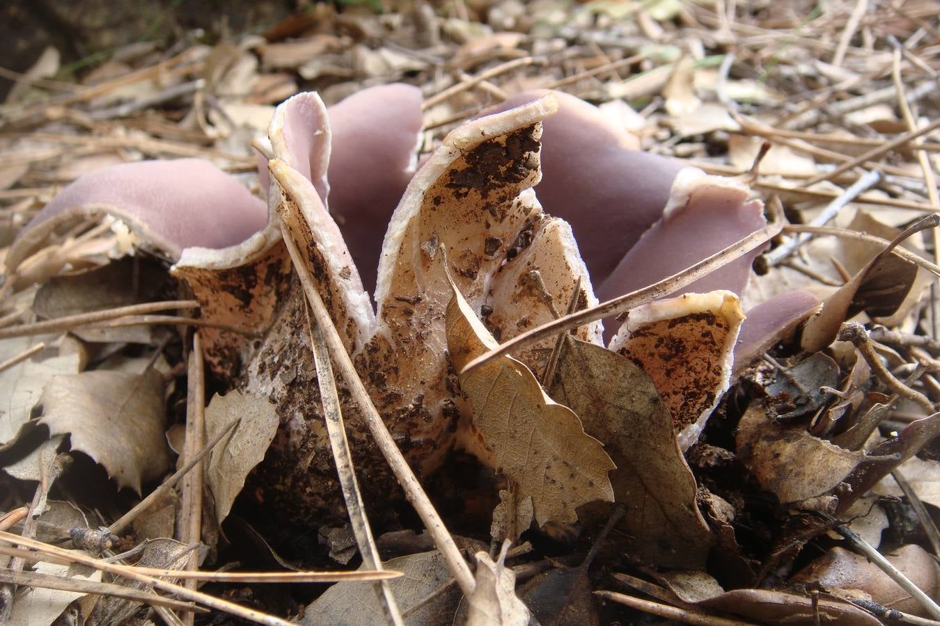 ‘Sarcosphaera crassa’. Orejones. Muy consumida en localidades del Noroeste, aparece en zonas boscosas o márgenes de caminos. Posee hemoslisinas que, si no se cocinan bien, pueden ser muy tóxicas.
