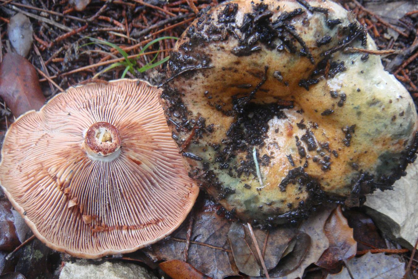 ‘Lactarius’ del grupo ‘dapetes’.‘L. sanguifluus’. Son especies de níscalos que aparecen en otoños lluviosos y asociados a pinos. Son excelentes comestibles y muy fácilmente identificables por su látex rojo o sanguíneo. Es la seta más popular del Levante mediterráneo. 