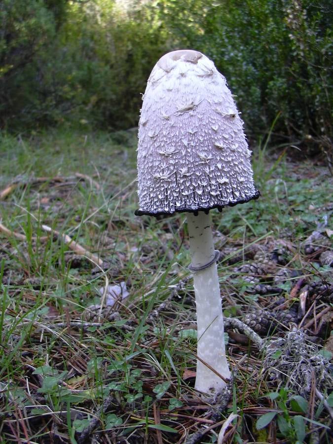 ‘Coprinus comatus’. Barbuda. Excelente comestible que aparece en prados nitrificados, con abundante presencia de ganado. Se descompone rápidamente y puede confundirse con otras especies tóxicas.