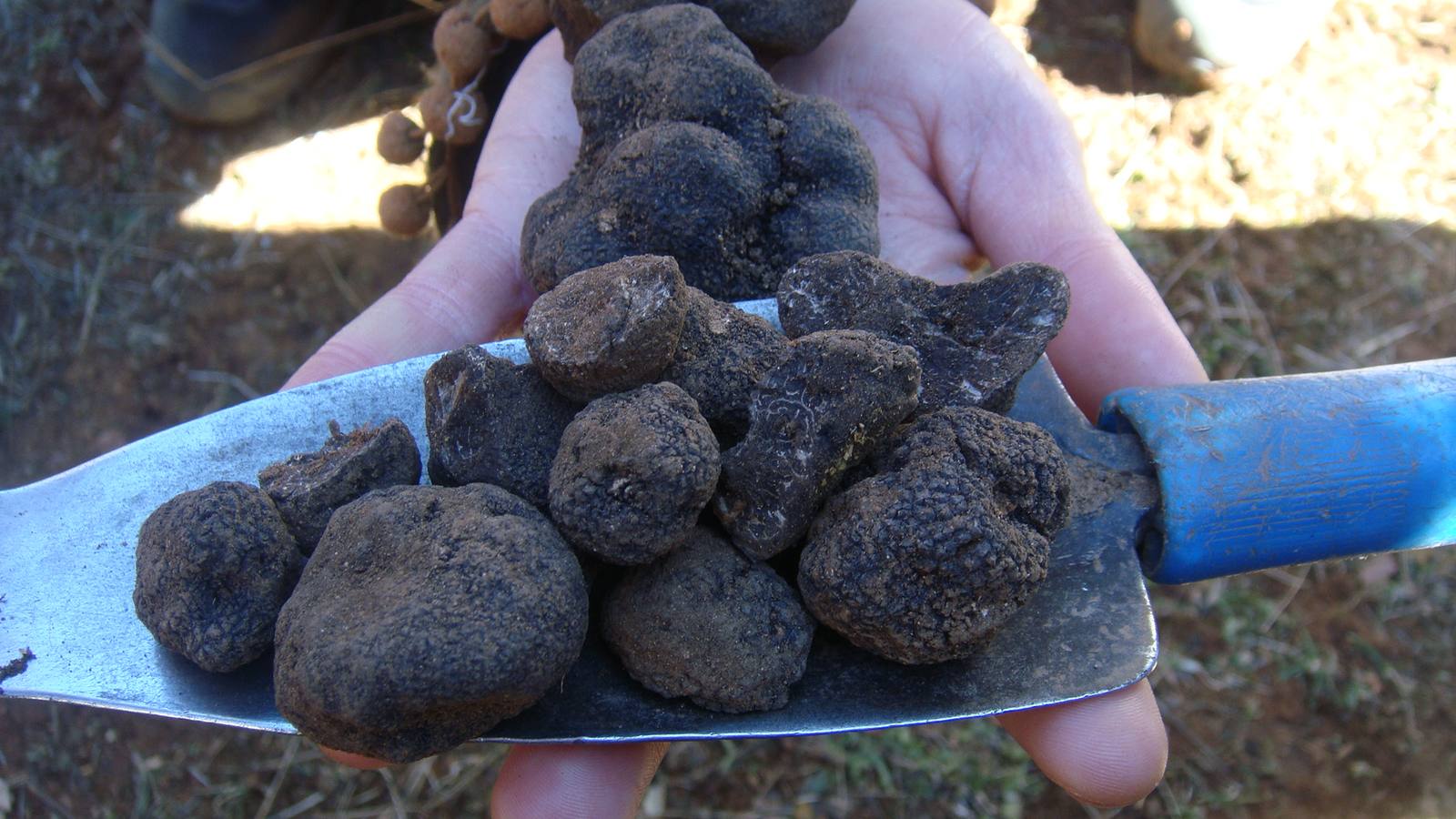 ‘Tuber melanosporum’. Trufa negra, diamante negro. Murcia es uno de los territorios más meridionales de Europa donde se da este hongo que, junto a otras tuber, son de los alimentos más caros del mundo.