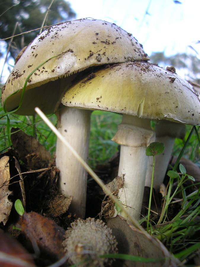 ‘Amanita phalloides’. Cicuta verde, amanita mortal. Poco frecuente en la Región, ya que necesita suelos profundos. Es potencialmente peligrosa y causa la mayoría de las muertes por consumo accidental de setas. Asociada a encinas y planifolios.