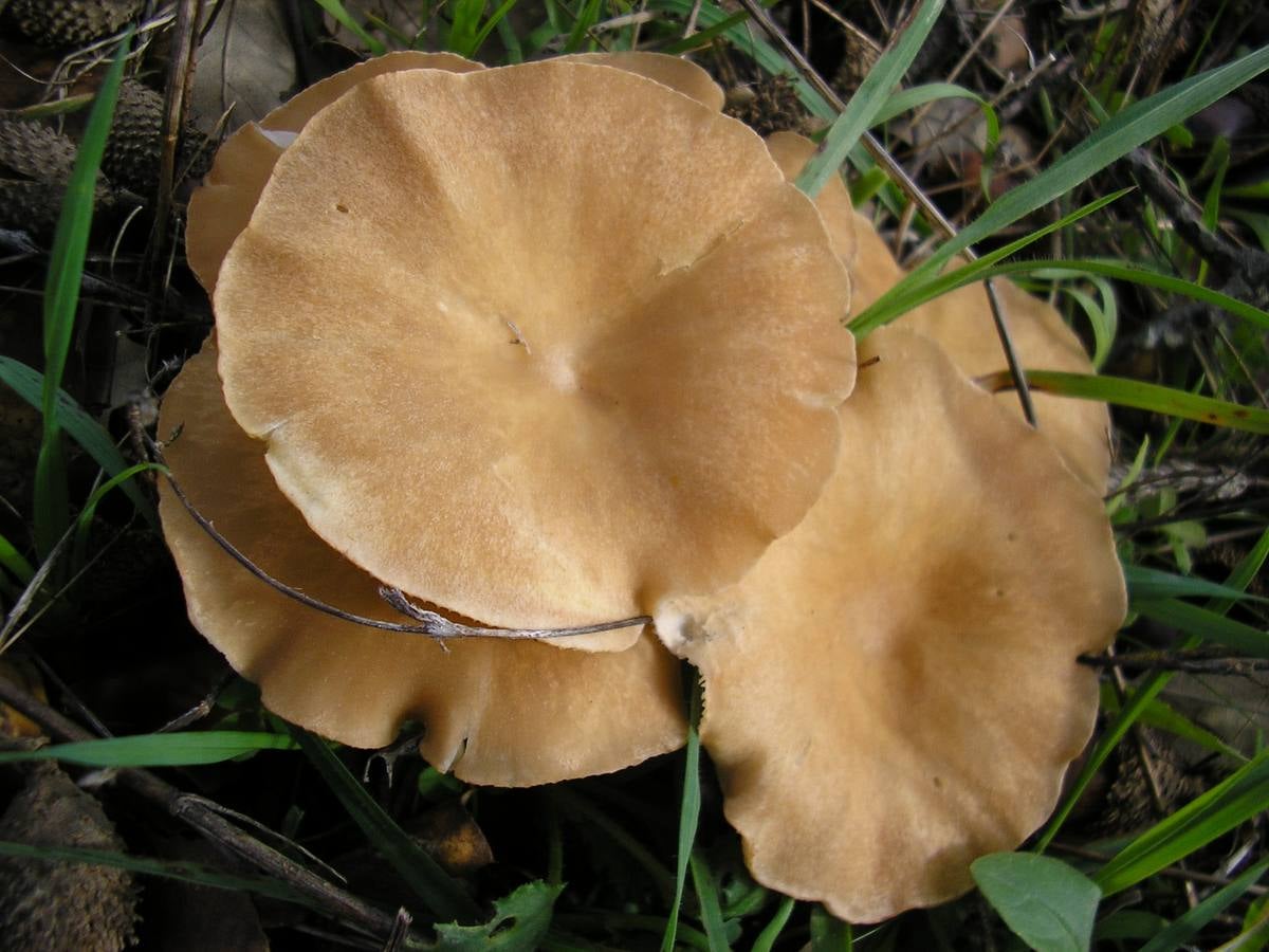 ‘Clitocybe costata’. Cañaíllas o setas de cañá. Crece en ambientes forestales en hileras o setales bien desarrollados. Excelente comestibles. Pueden confundirse con ‘Clitocybes’ blancos que pueden ser mortales.
