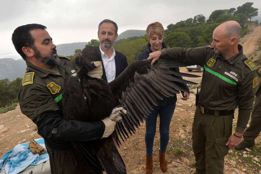 El Centro de Recuperación de Fauna Silvestre libera un buitre negro, una especie poco común de la que solo se han documentado dos ingresos en la última década, y otro ejemplar de buitre leonado
