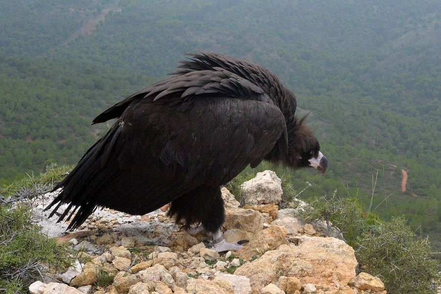 El Centro de Recuperación de Fauna Silvestre libera un buitre negro, una especie poco común de la que solo se han documentado dos ingresos en la última década, y otro ejemplar de buitre leonado