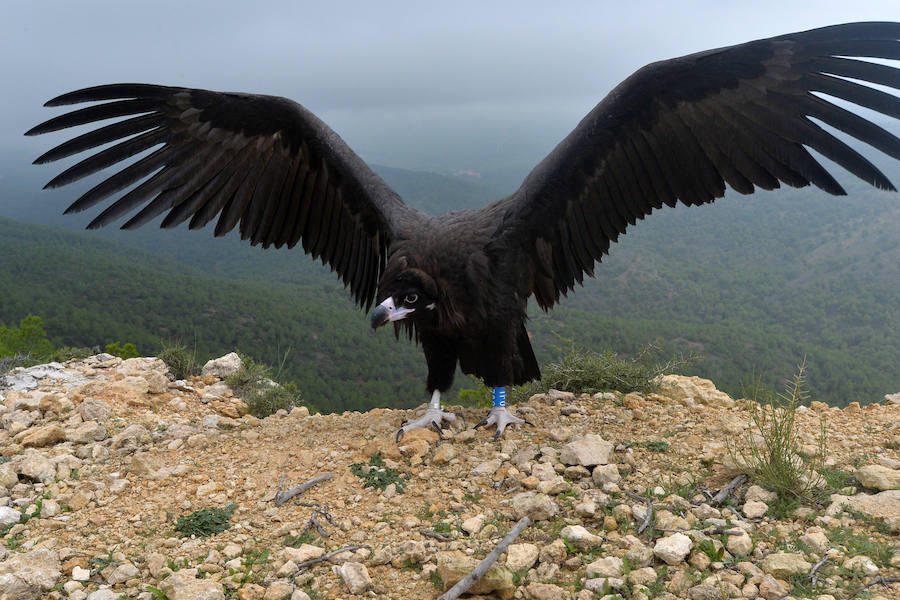 El Centro de Recuperación de Fauna Silvestre libera un buitre negro, una especie poco común de la que solo se han documentado dos ingresos en la última década, y otro ejemplar de buitre leonado