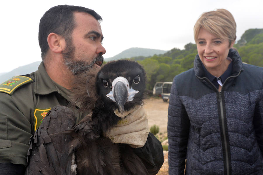 El Centro de Recuperación de Fauna Silvestre libera un buitre negro, una especie poco común de la que solo se han documentado dos ingresos en la última década, y otro ejemplar de buitre leonado