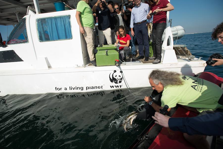 Representantes de los pescadores y técnicos de ANSE y WWF han liberado medio centenar de anguilas en el Mar Menor para su estudio desde el catamarán solar y el velero Else.