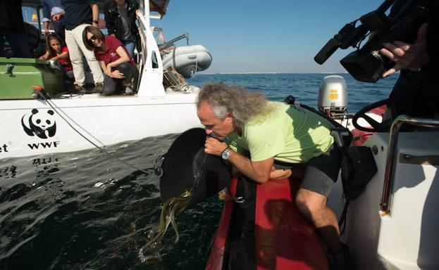 El director de ANSE, Pedro García, libera en el Mar Menor un centenar de anguilas marcadas