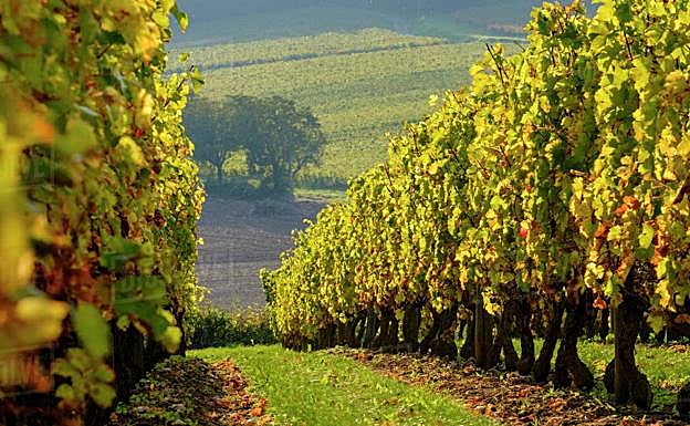 Francia suspende un pesticida sospechoso de intoxicar a decenas de personas