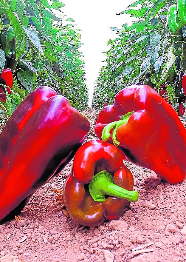 Cuarenta años importando un pimiento