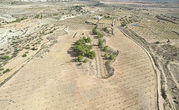 Parcela piloto de Corvera, abandonada y replantada con almendros, del proyecto Life Amdryc4. 