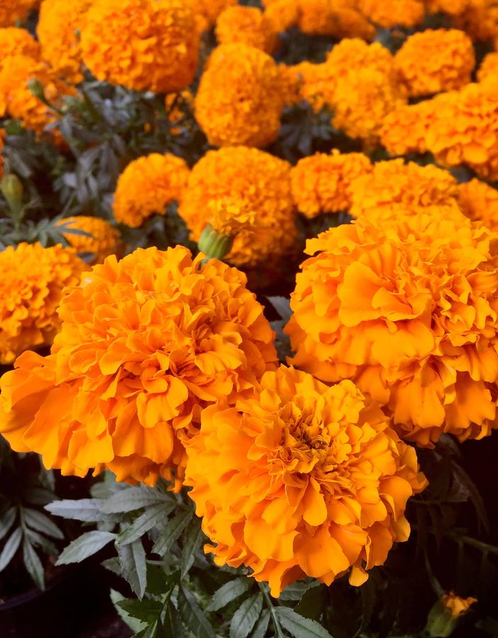 México inicia su conmemoración por el 'Día de Muertos' con un multitudinario desfile en el que la muerte ha sido representada con todos los colores y las formas posibles.