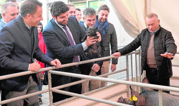 Fernando López Miras cogió un lechón de pocos días que comenzó a chillar, lo que provocó que su madre armase un buen jaleo. / agm