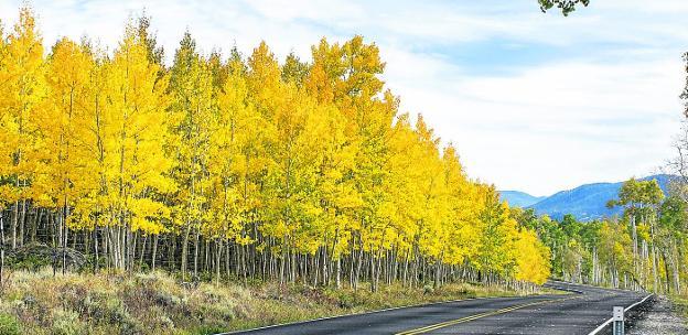 Pando está dentro del Bosque Nacional Fishlake, en el centro sur de Utah (EE UU). En esta foto se aprecia el cercado que pretende protegerlo. 