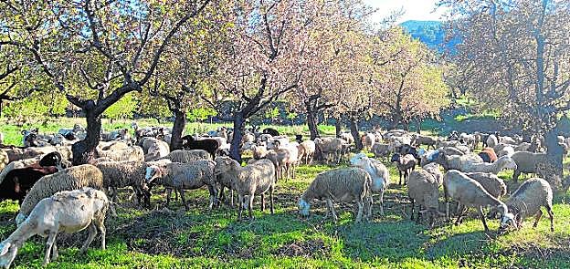  Un rebaño pasta la vegetación plantada entre los almendros de la finca, en la que se ve el progreso de las buenas prácticas de agricultura regenerativa en el territorio AlVelAl..
