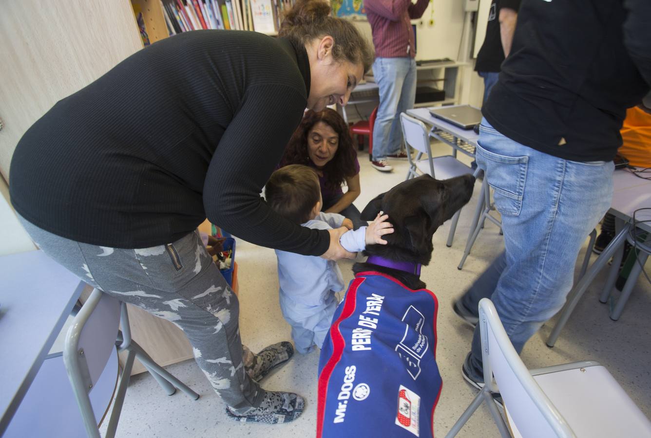 Siete canes forman parte del equipo del 'Doctor Guau', un proyecto puesto en marcha por la Consejería de Salud con el objetivo de contribuir a la recuperación de los niños hospitalizados a través de la mejora física, social, emocional y cognitiva mediante terapias con perros