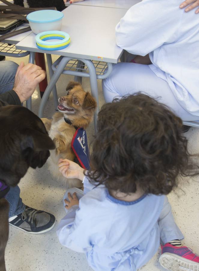 Siete canes forman parte del equipo del 'Doctor Guau', un proyecto puesto en marcha por la Consejería de Salud con el objetivo de contribuir a la recuperación de los niños hospitalizados a través de la mejora física, social, emocional y cognitiva mediante terapias con perros